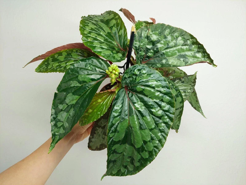 Begonia Lucifer