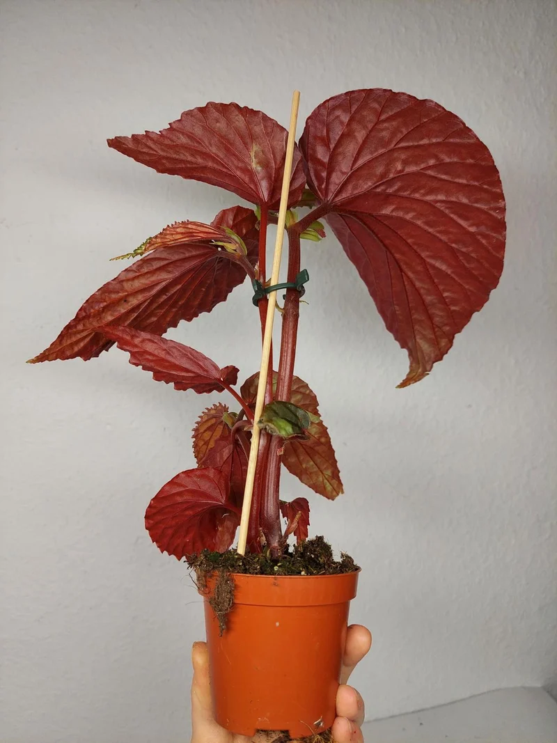 Begonia Lucifer