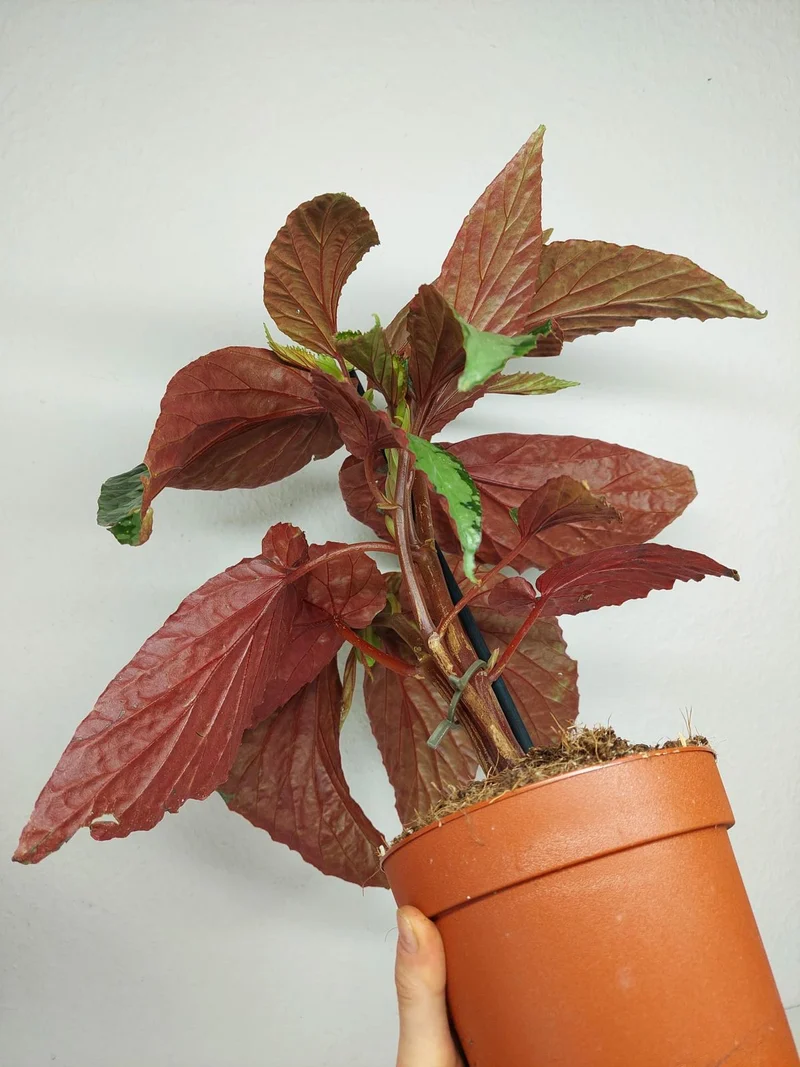 Begonia Lucifer