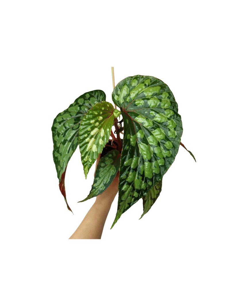 Begonia Lucifer