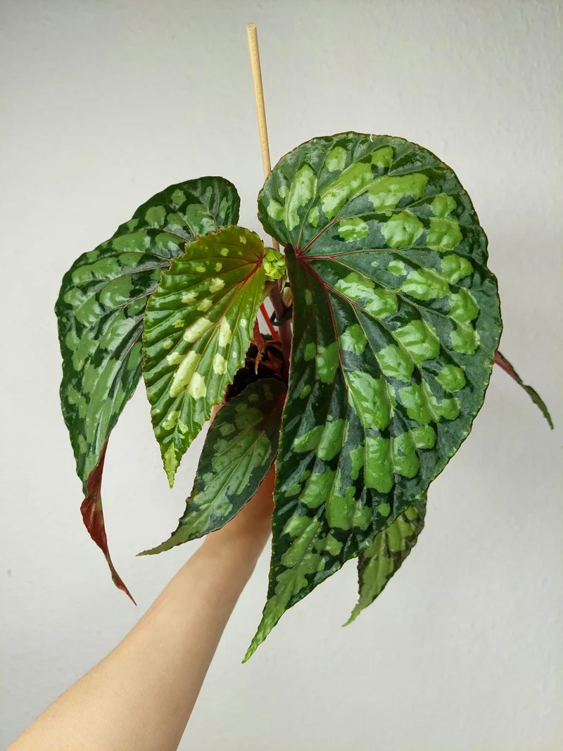 Begonia Lucifer