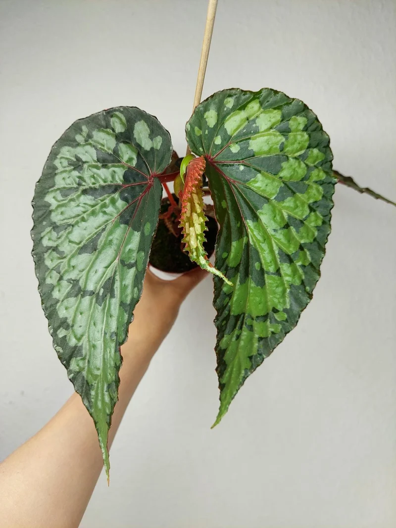 Begonia Lucifer