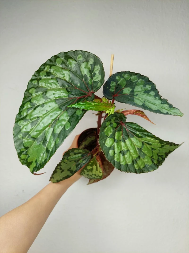 Begonia Lucifer