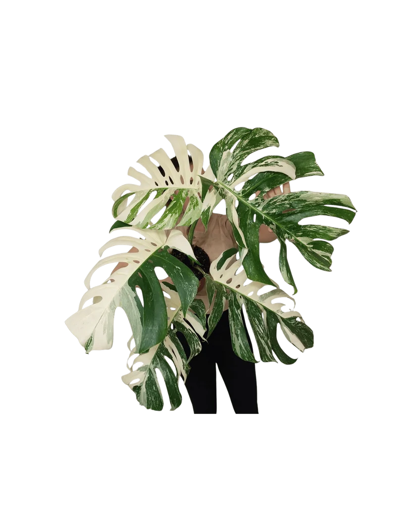 Monstera Variegata Adult