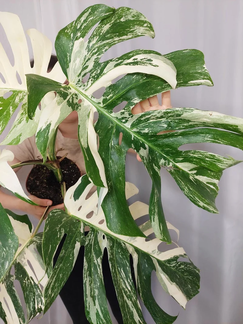 Monstera Variegata Adult