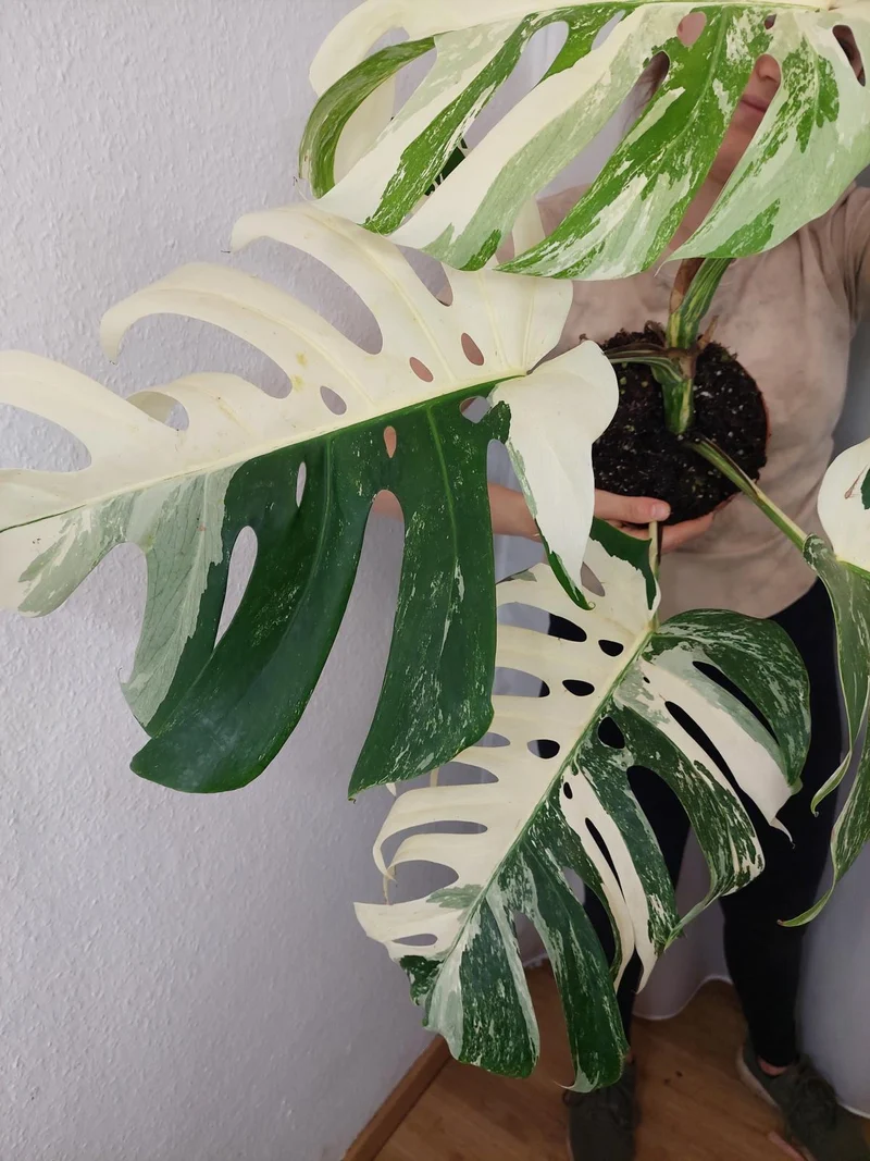 Monstera Variegata Adult