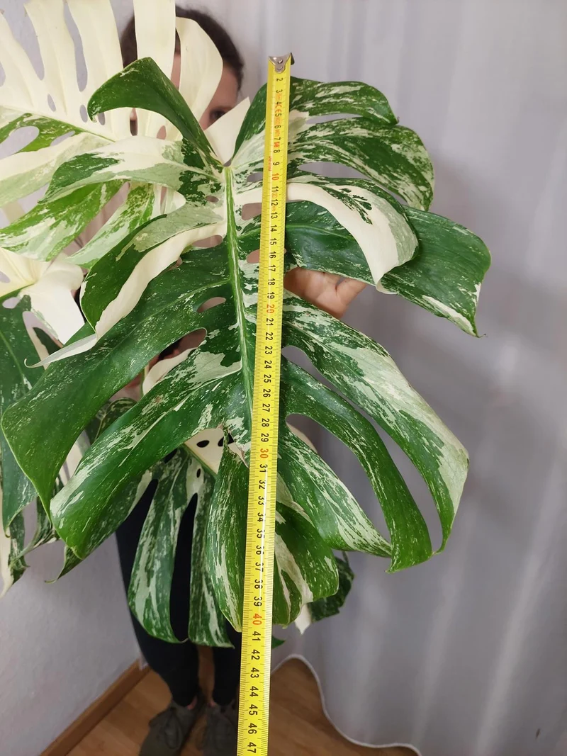 Monstera Variegata Adult