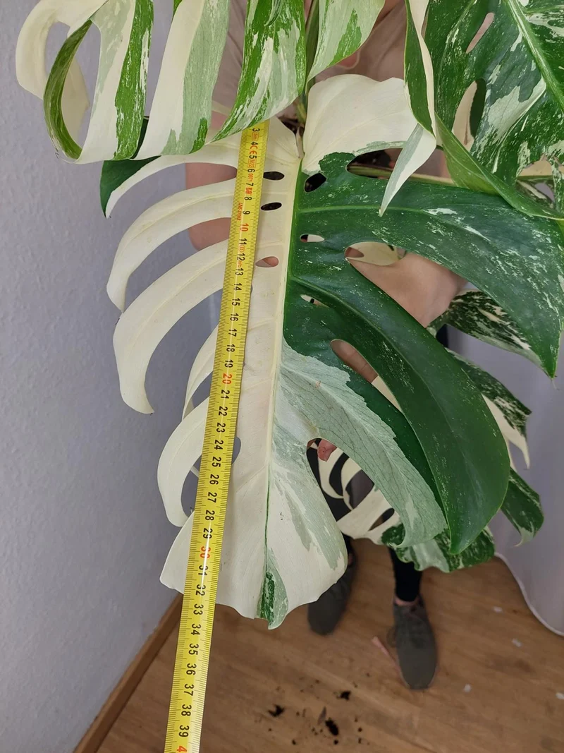 Monstera Variegata Adult