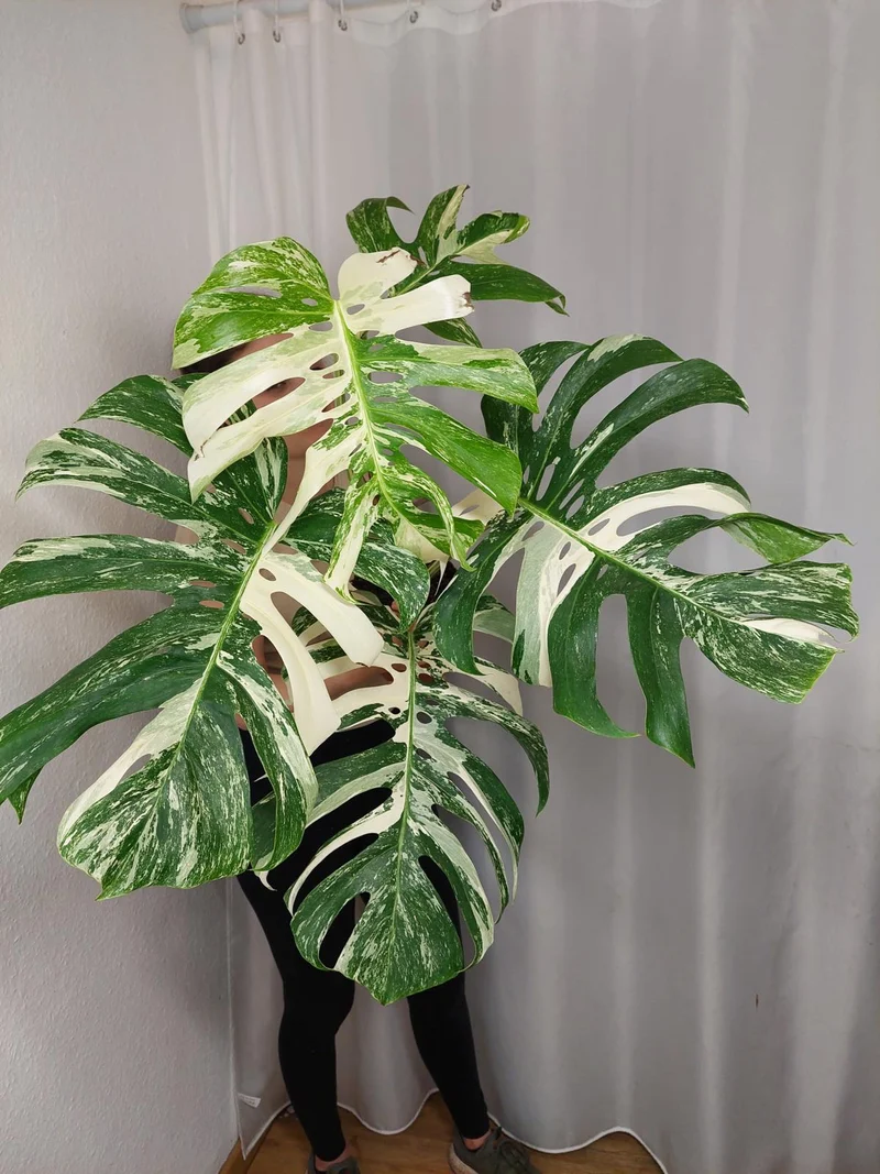 Monstera Variegata Adult