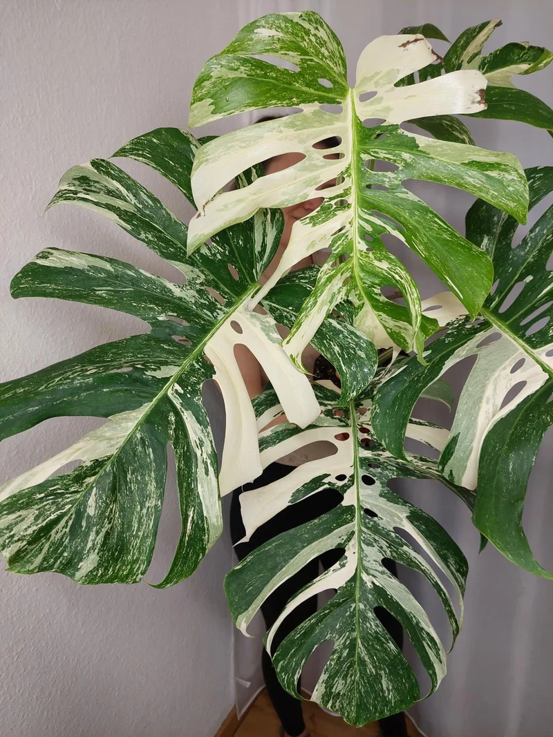 Monstera Variegata Adult
