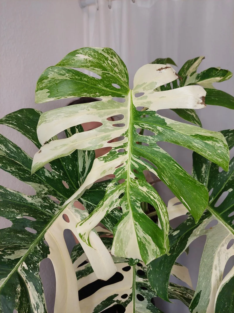 Monstera Variegata Adult
