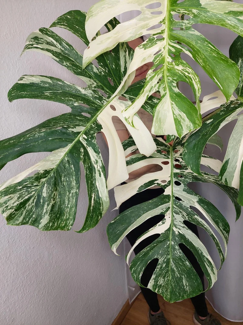 Monstera Variegata Adult