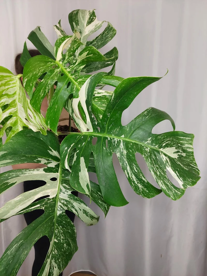 Monstera Variegata Adult