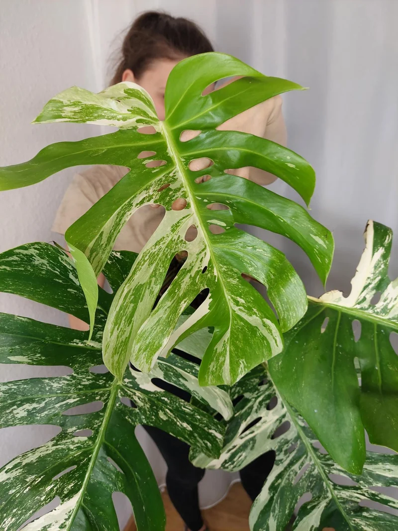 Monstera Variegata Adult