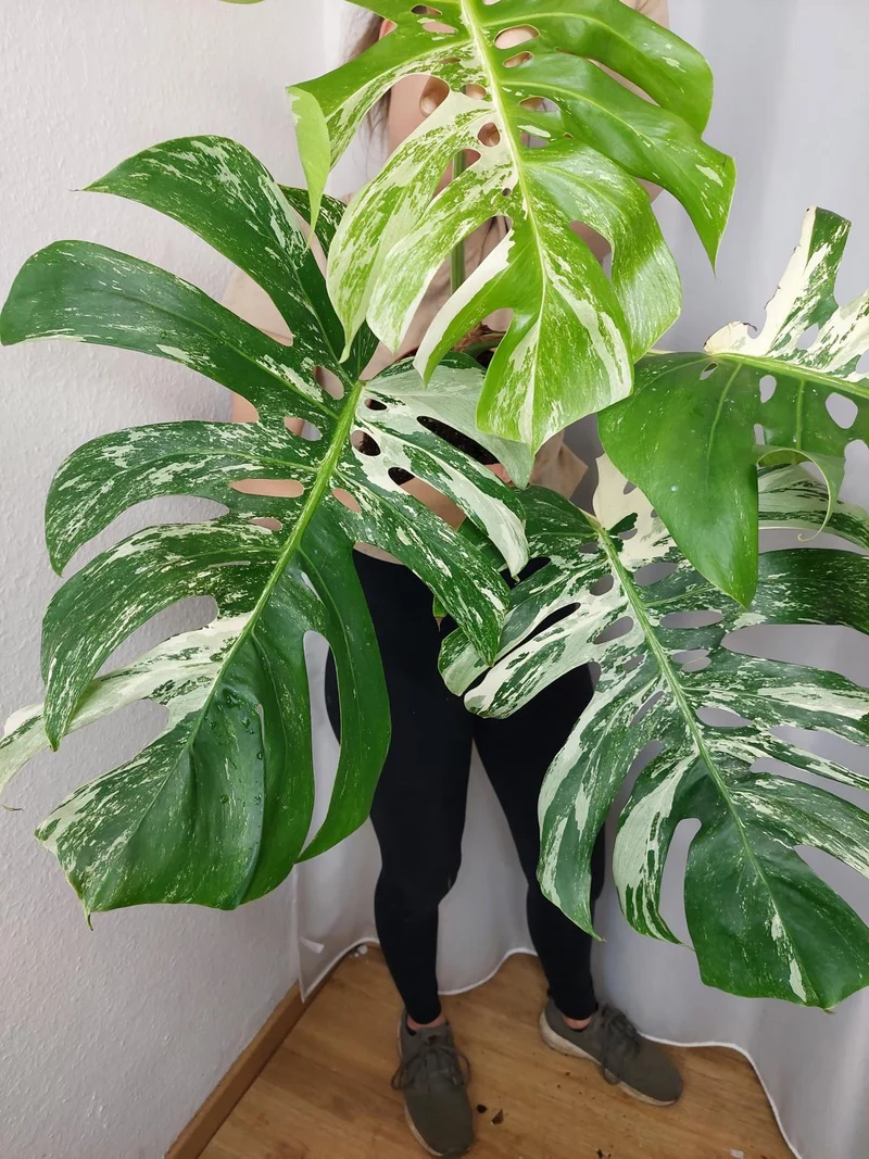 Monstera Variegata Adult