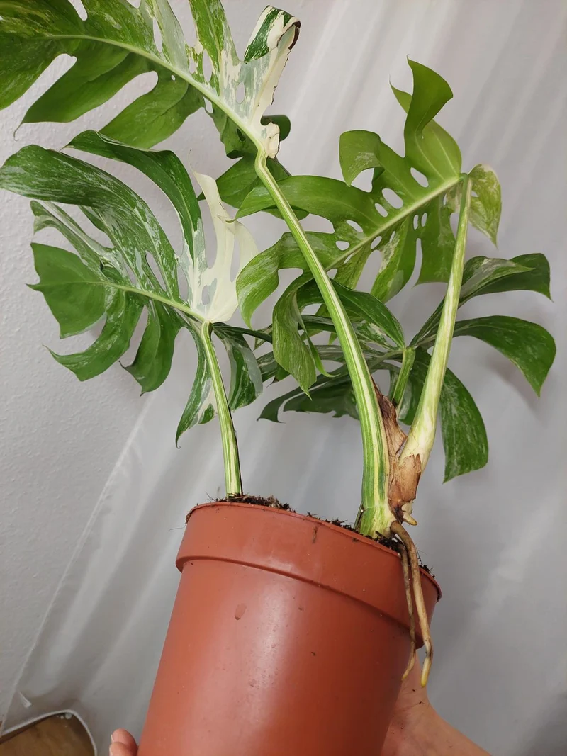 Monstera Variegata Adult