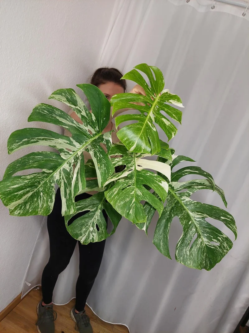 Monstera Variegata Adult