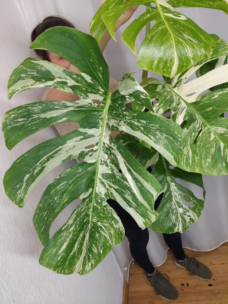 Monstera Variegata Adult