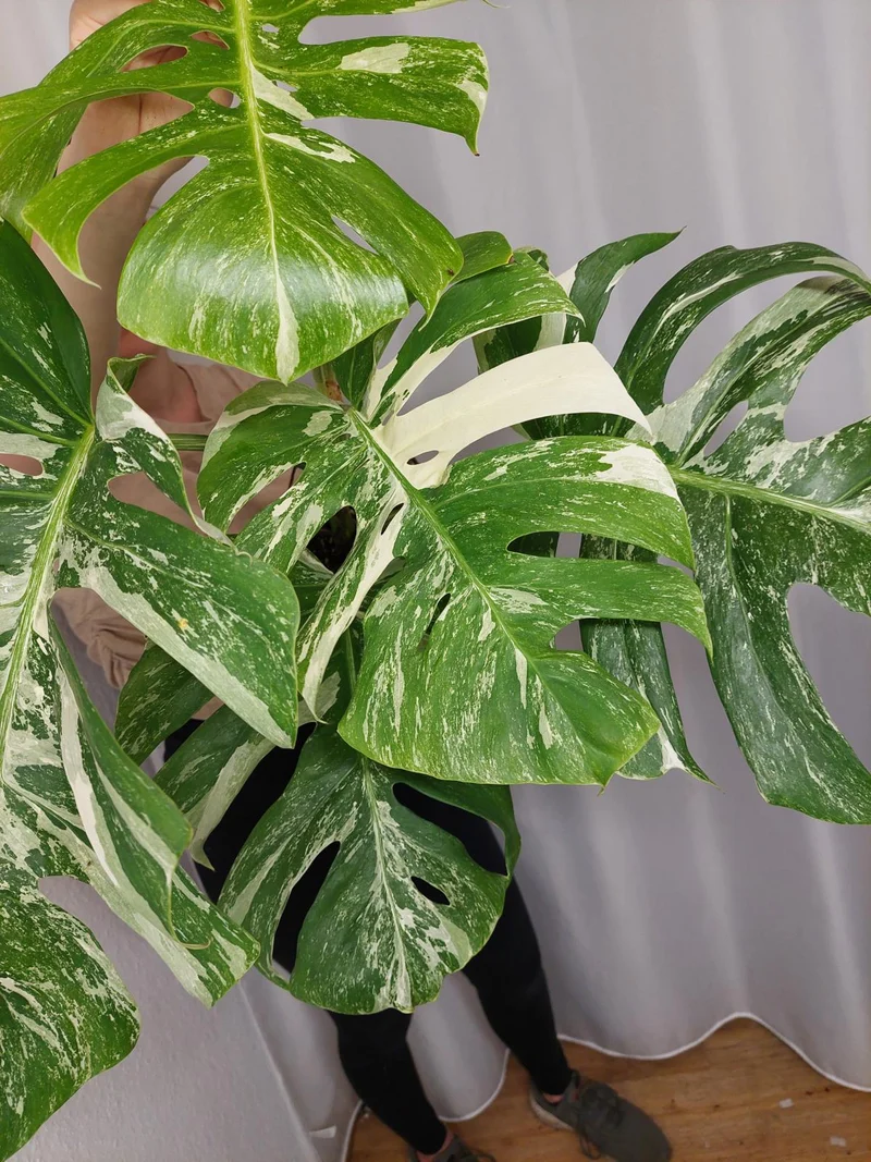 Monstera Variegata Adult
