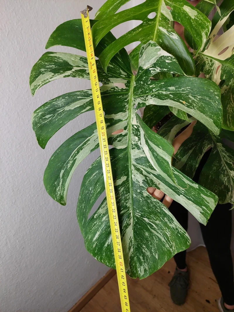 Monstera Variegata Adult