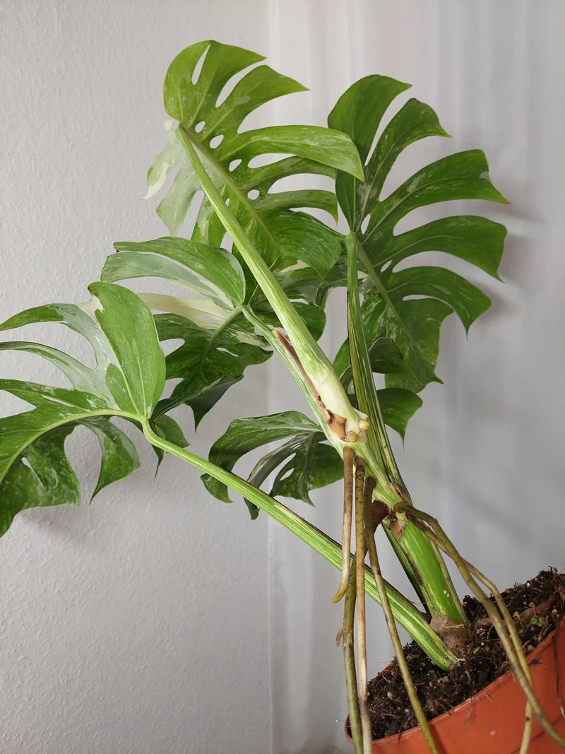 Monstera Variegata Adult