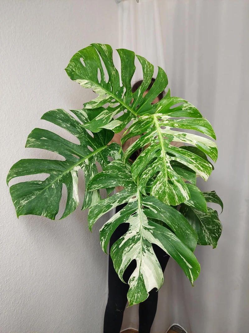 Monstera Variegata Adult