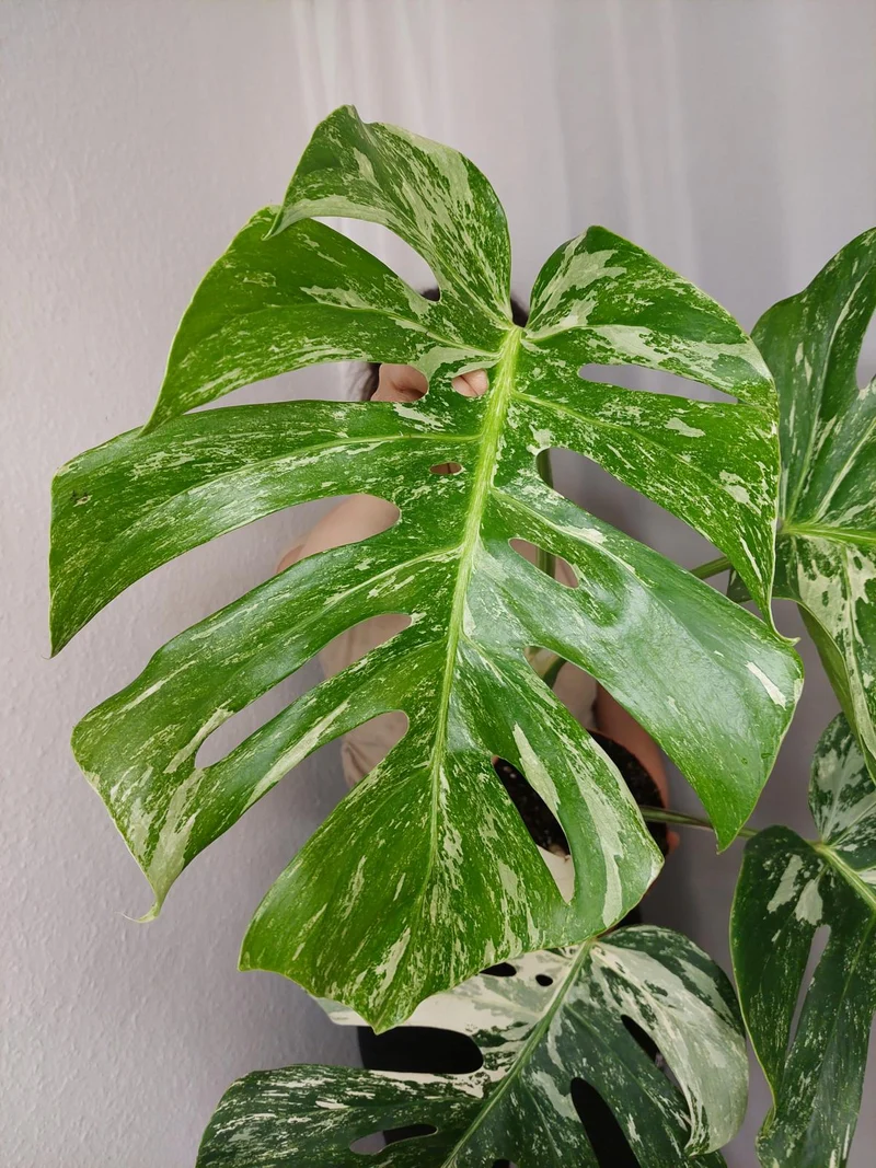 Monstera Variegata Adult