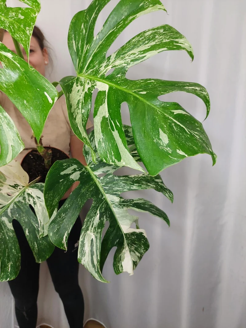 Monstera Variegata Adult