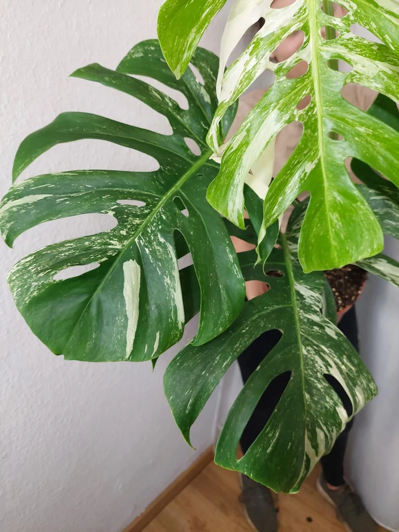 Monstera Variegata Adult