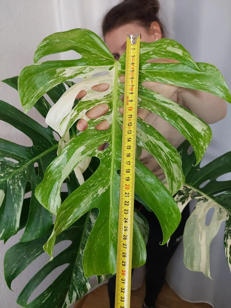 Monstera Variegata Adult