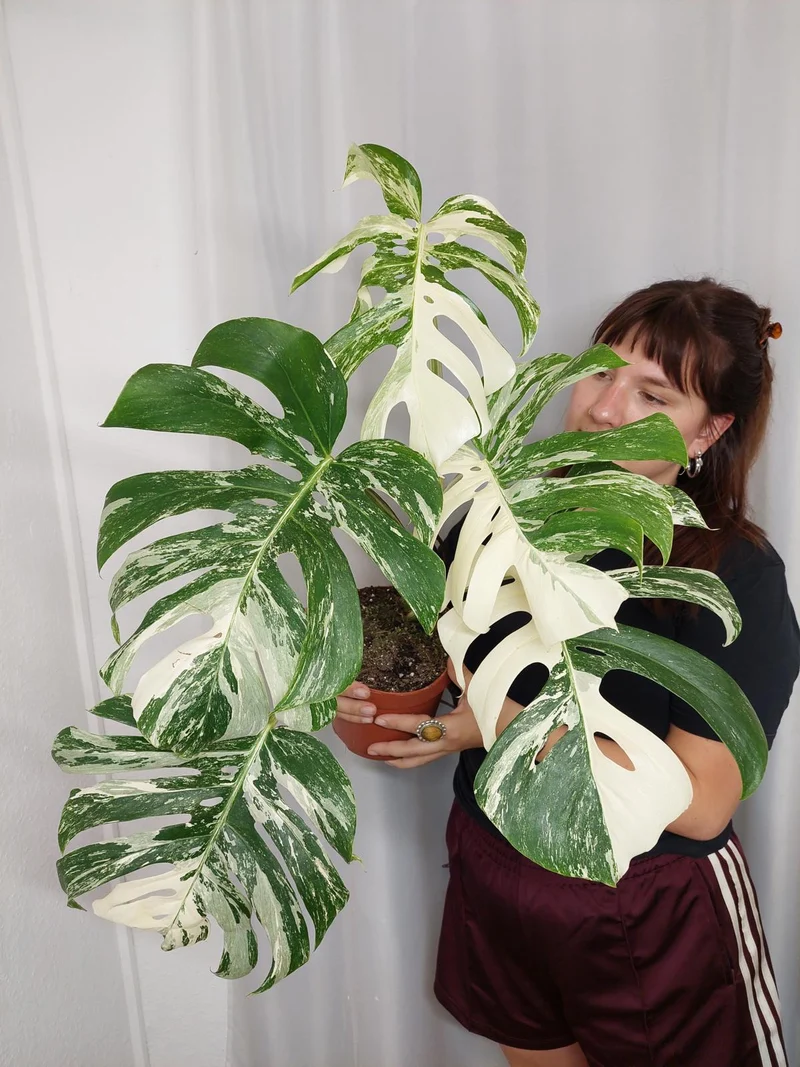 Monstera Variegata Adult