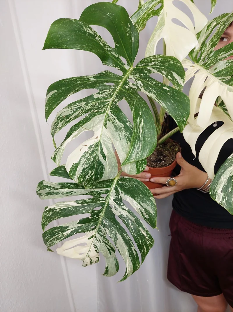 Monstera Variegata Adult