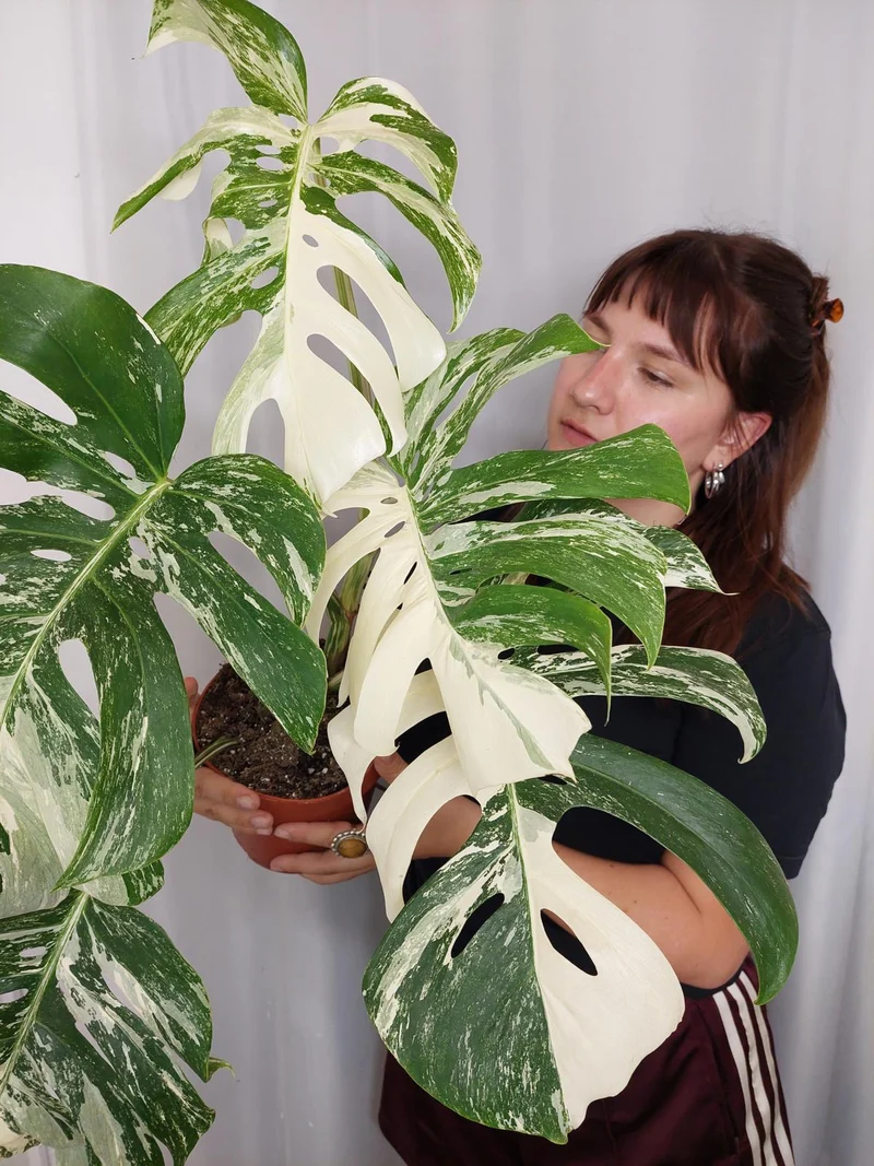 Monstera Variegata Adult