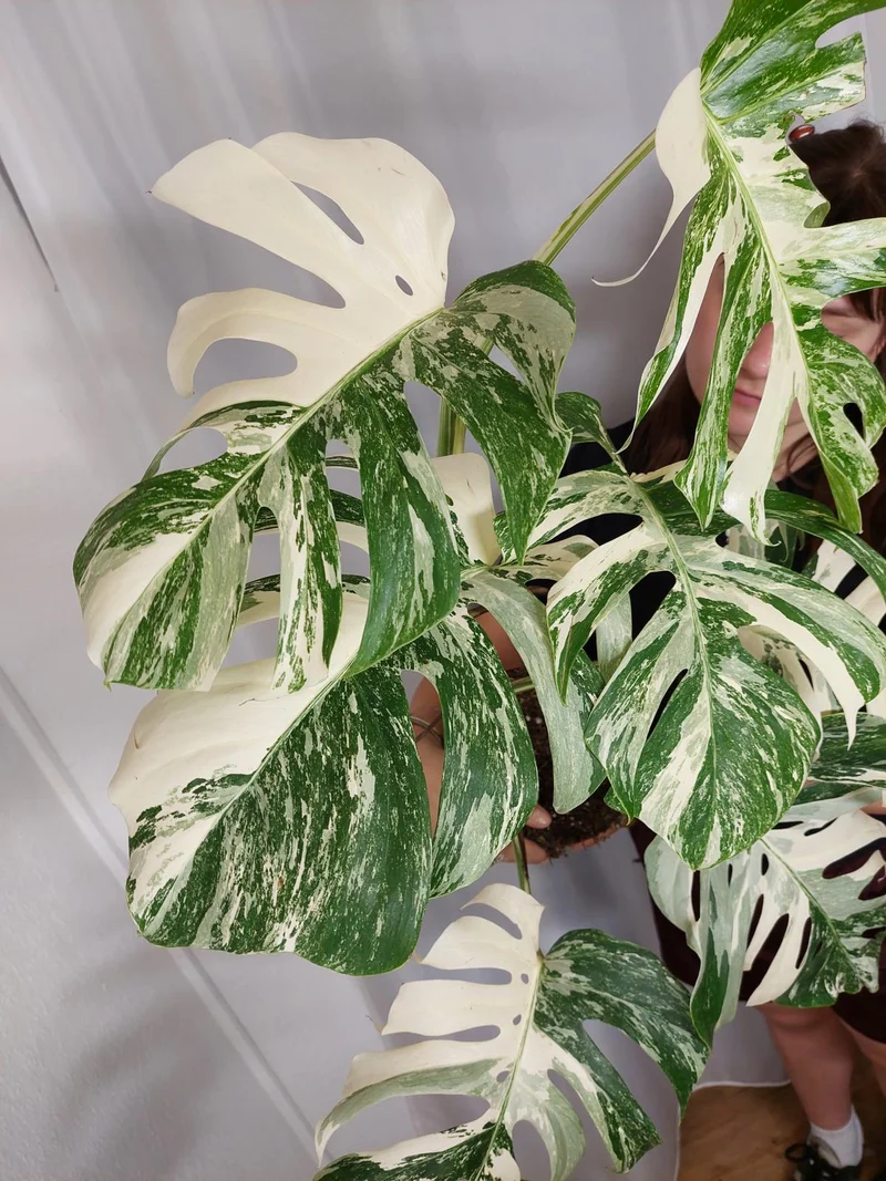 Monstera Variegata Adult