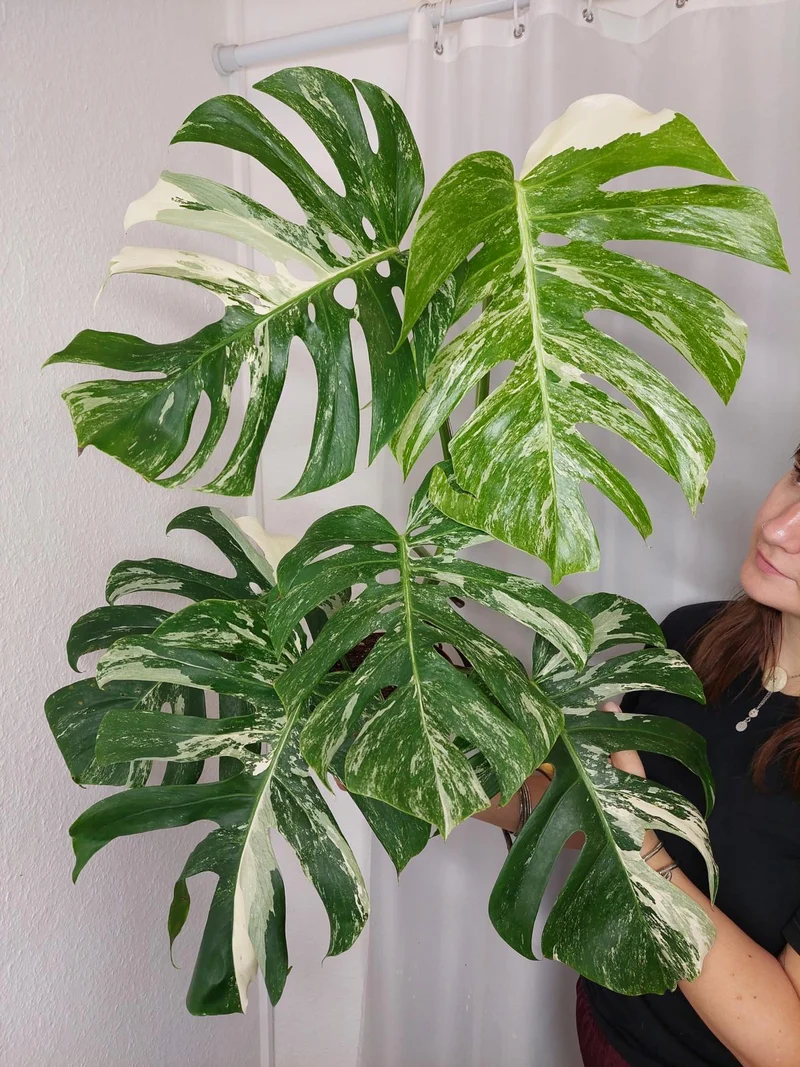 Monstera Variegata Adult