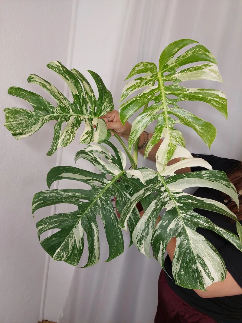 Monstera Variegata Adult