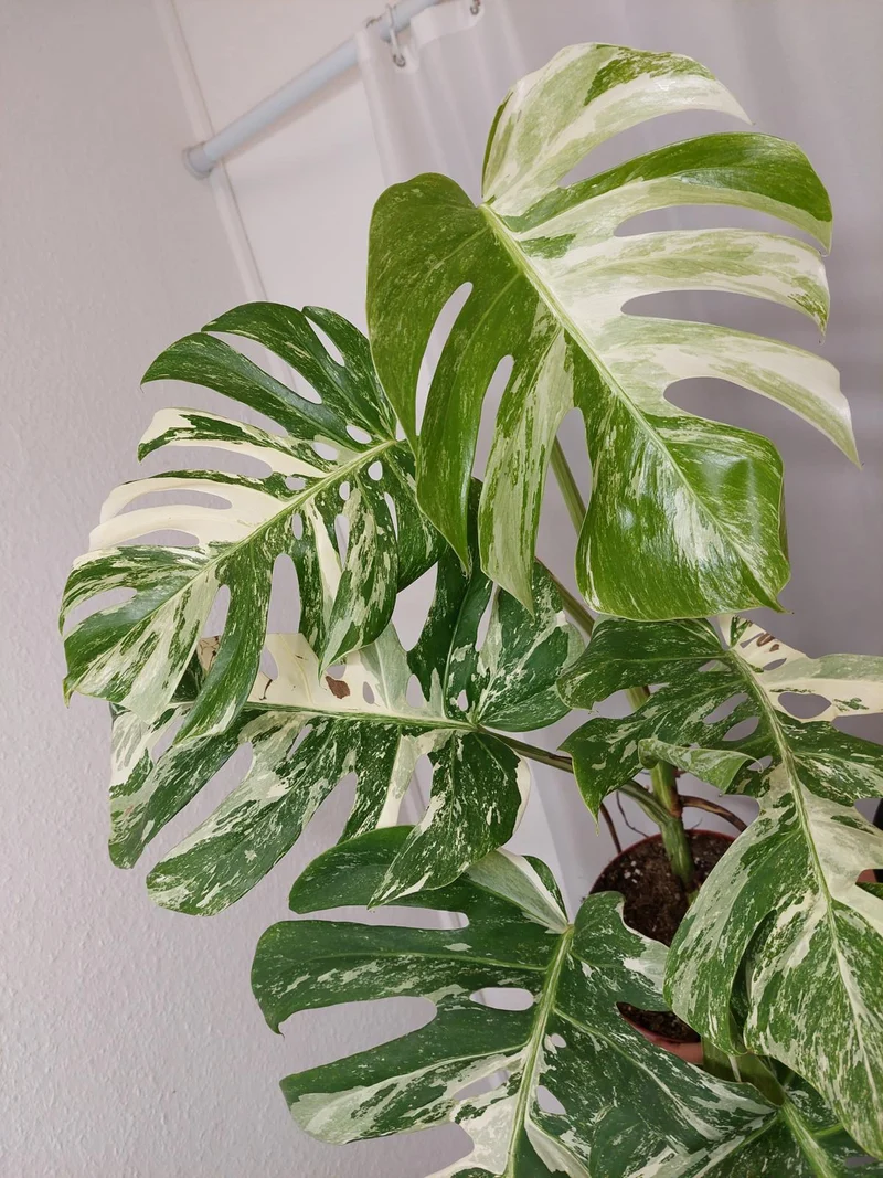 Monstera Variegata Adult