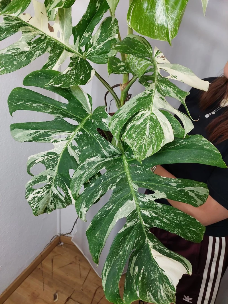 Monstera Variegata Adult