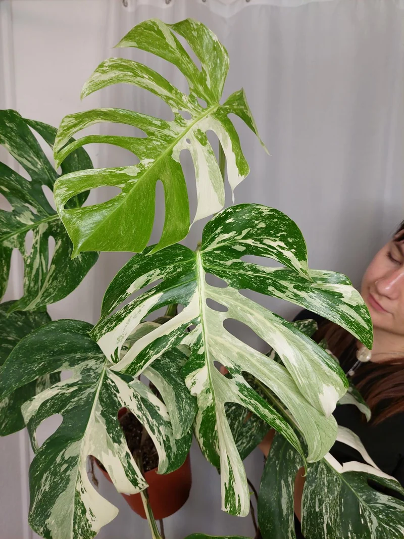 Monstera Variegata Adult