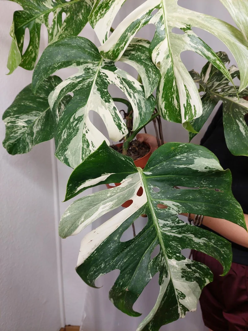 Monstera Variegata Adult