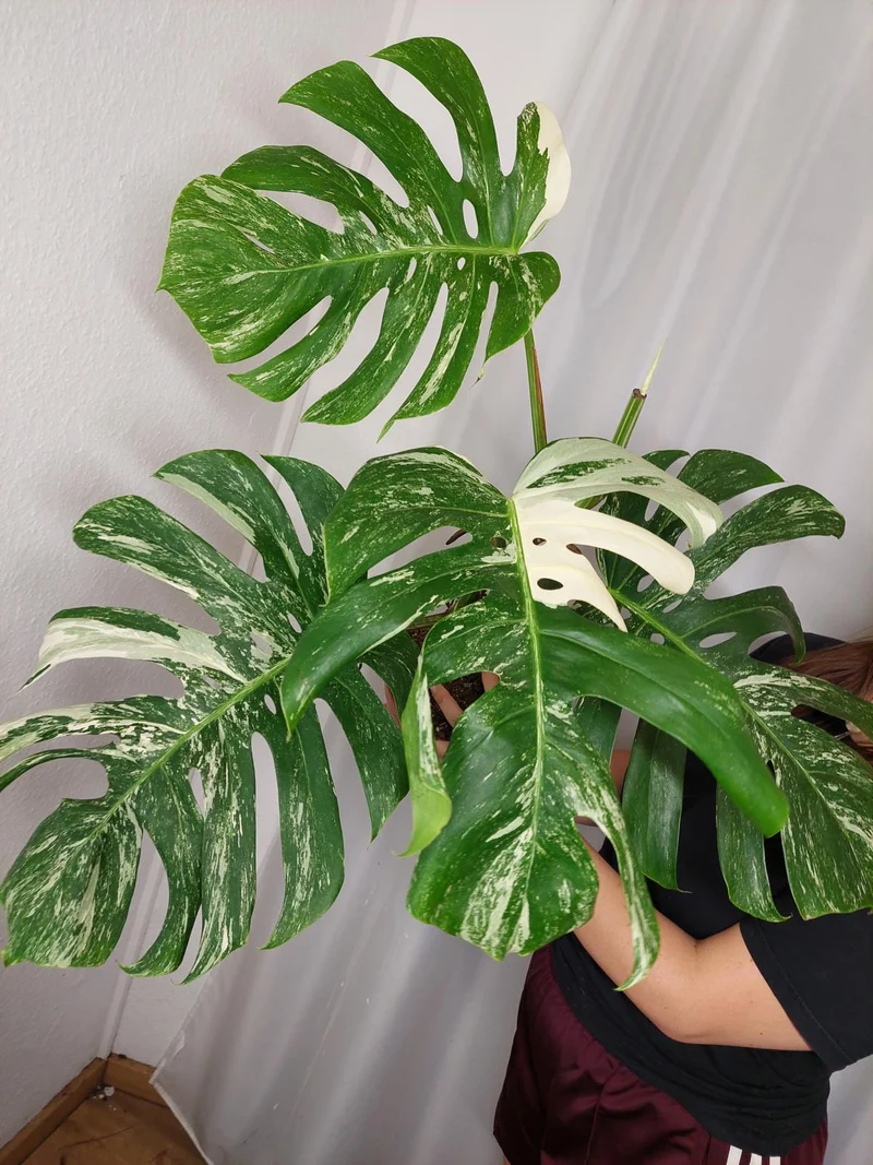 Monstera Variegata Adult