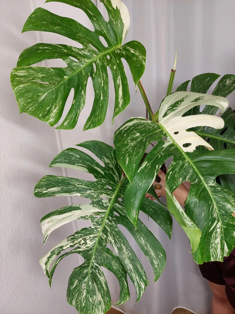 Monstera Variegata Adult