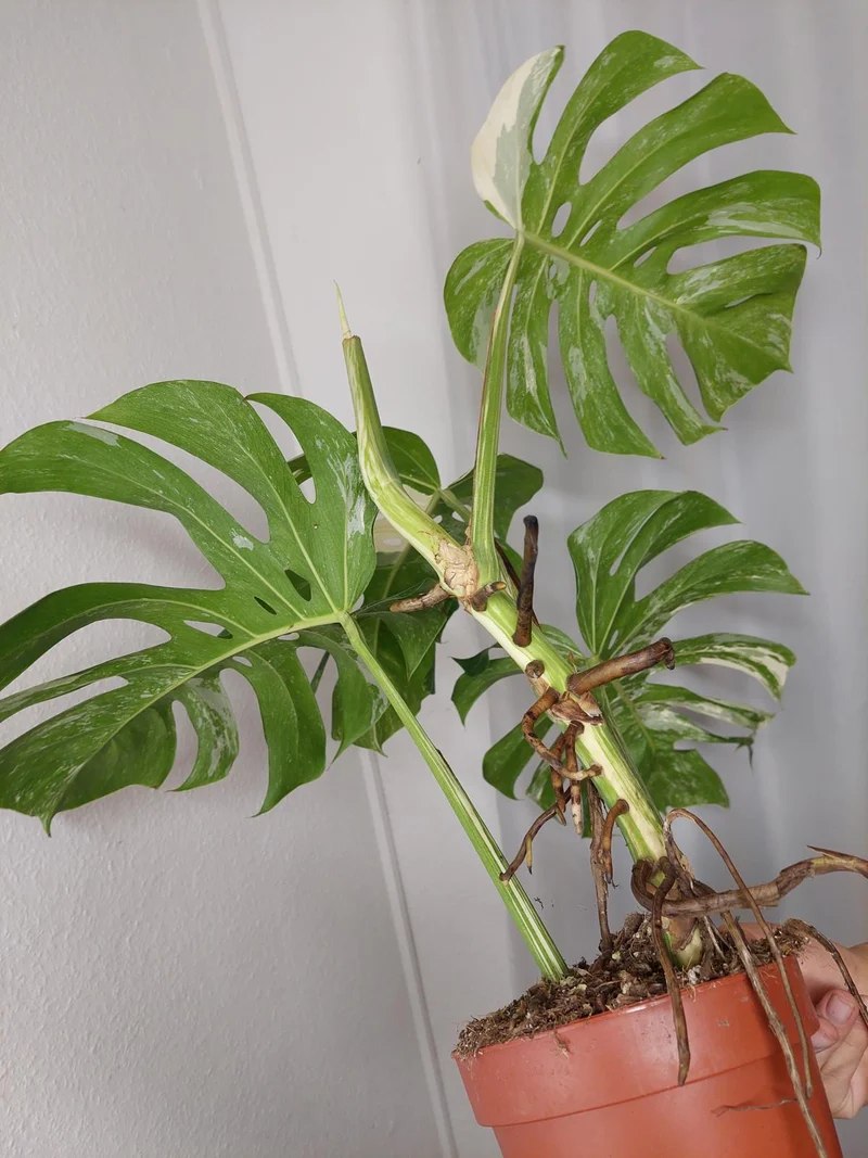 Monstera Variegata Adult