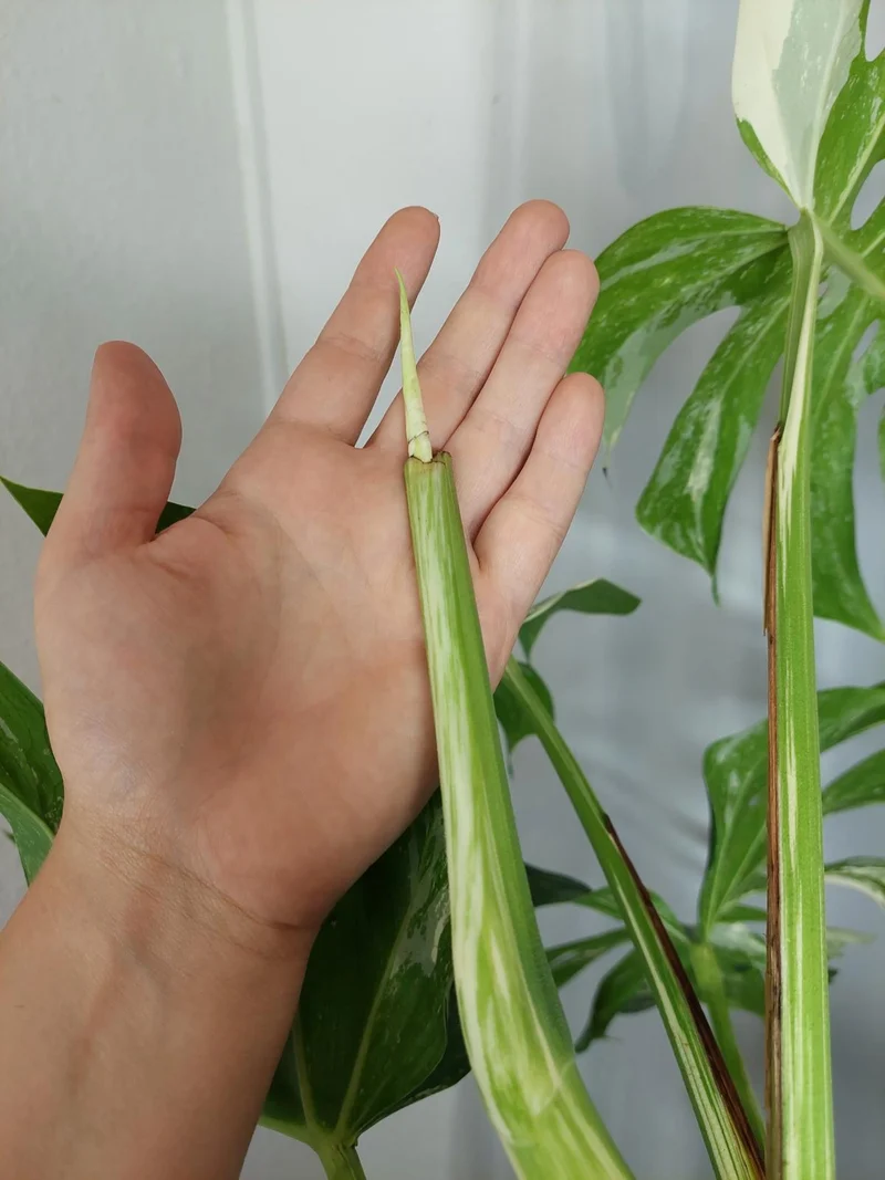Monstera Variegata Adult