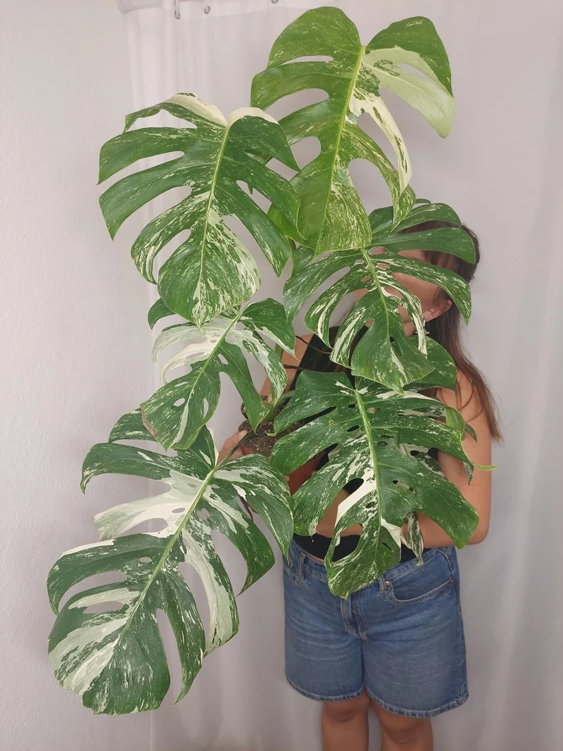 Monstera Variegata Adult