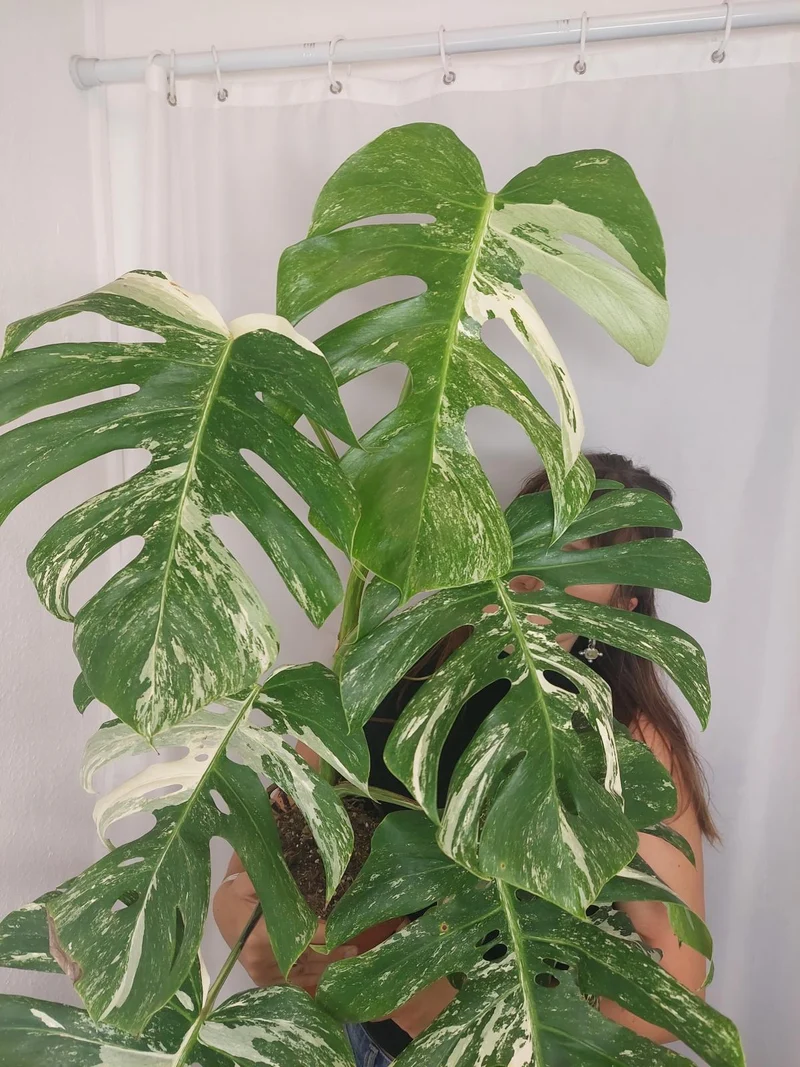 Monstera Variegata Adult
