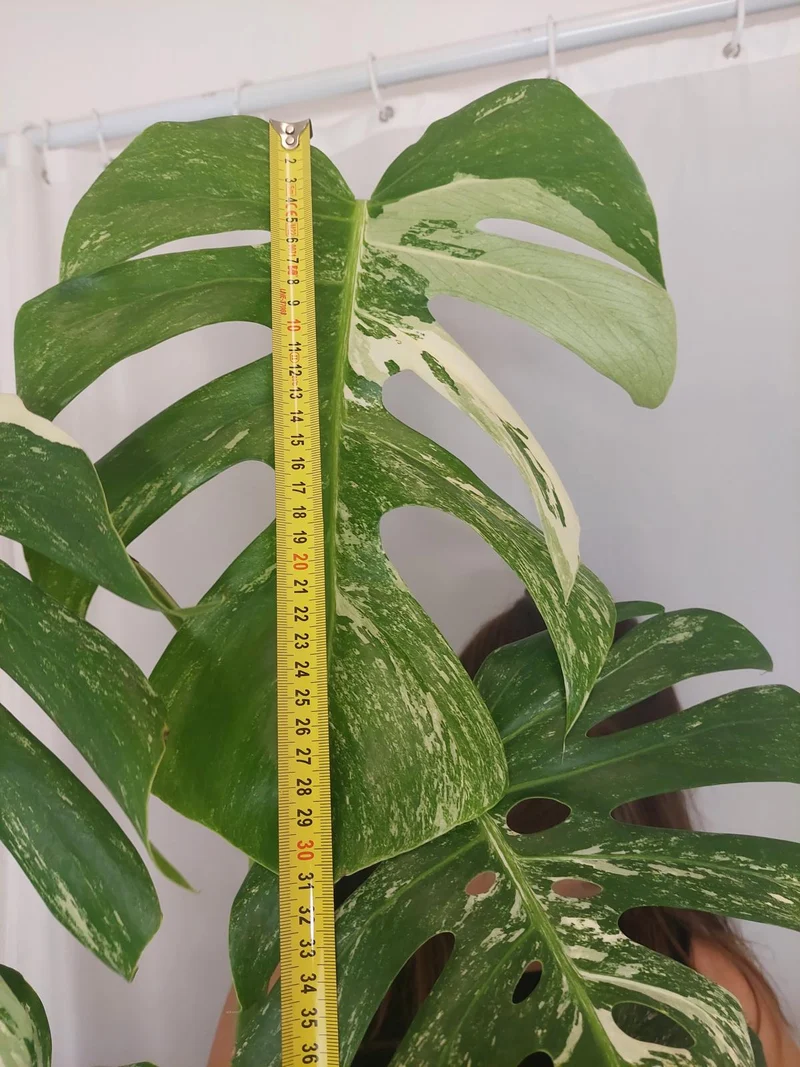 Monstera Variegata Adult