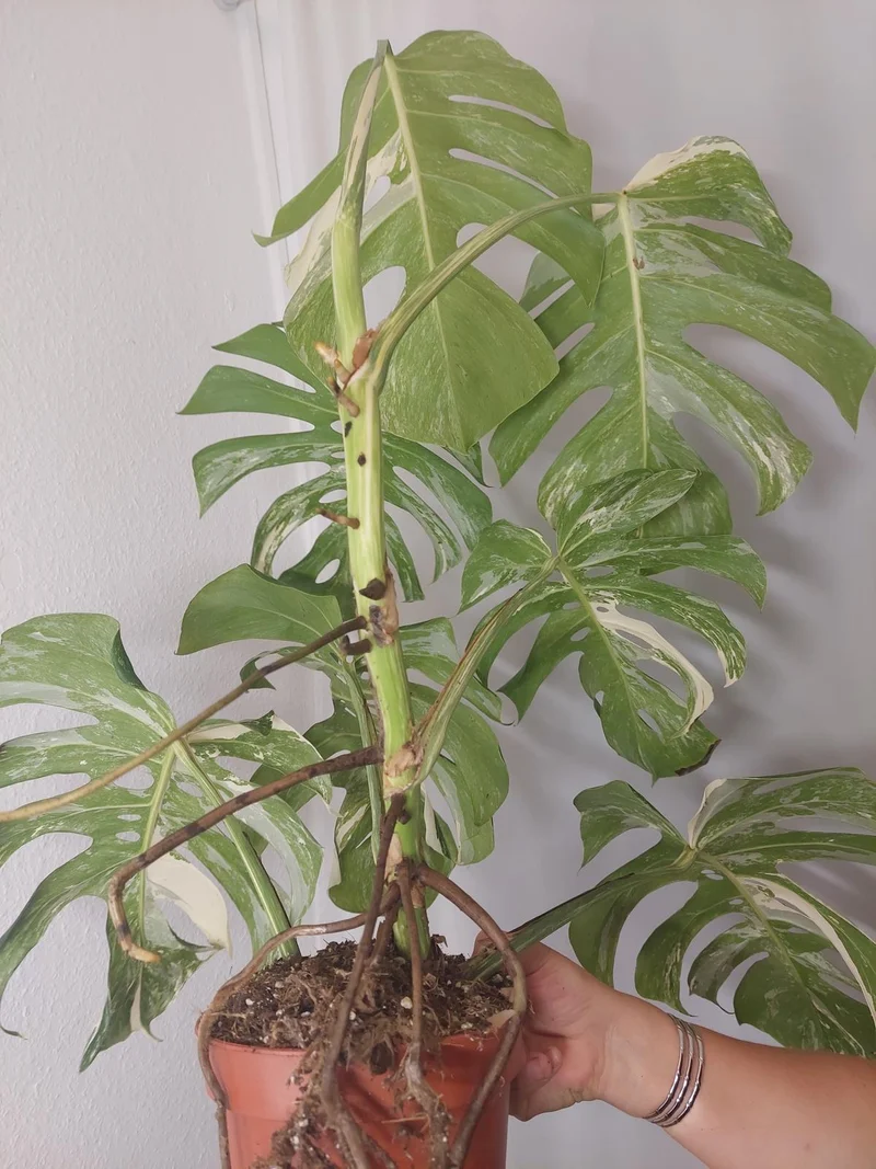 Monstera Variegata Adult