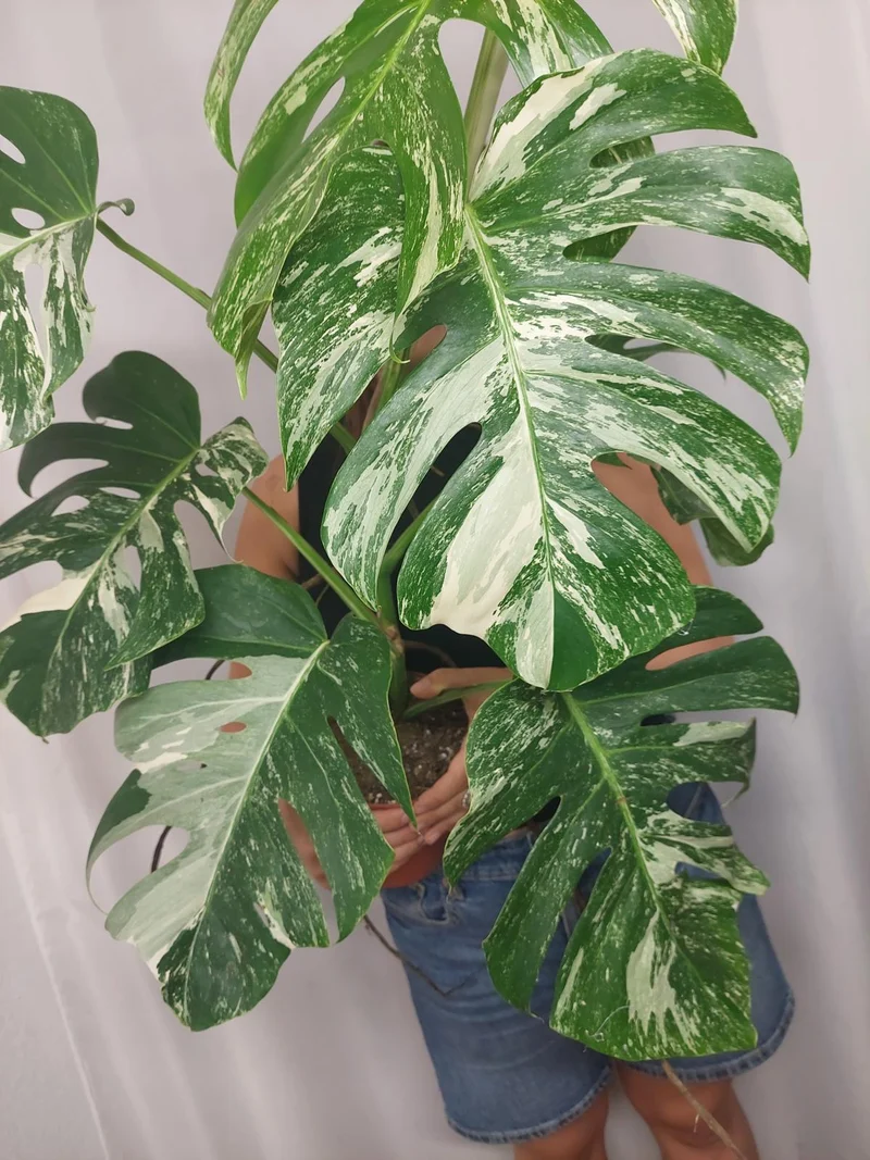 Monstera Variegata Adult