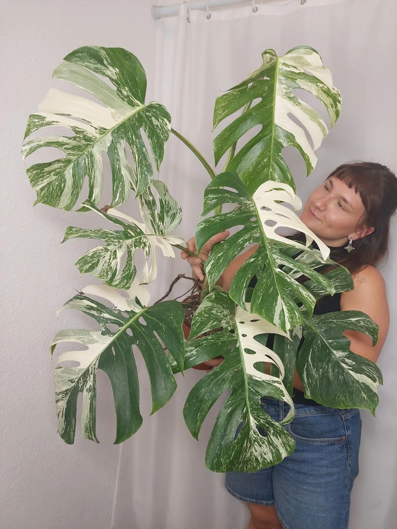 Monstera Variegata Adult